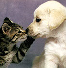 Cat and Dog - alf