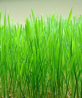 Wheat Grass - One needs to grow in a succession of 7 days