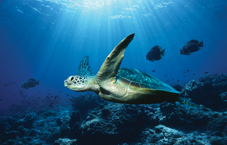 Ocean - turtle ... - Look at this ocean - turtle. It's awsome and look how beautifull is the ocean.