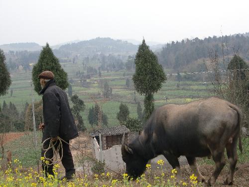 spring is coming  - spring is coming. An old man is walking with his old cattle.The cauliflower is blooming.The small mountain village is so quiet and beautiful. I like spring!