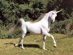 Unicorn - The unicorn, a mythical animal that the Bible refers to.