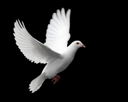 Care free life - A dove to symbolize the care-freeness that life should be. It's free for everyone but, like a dove it can easily be taken away.