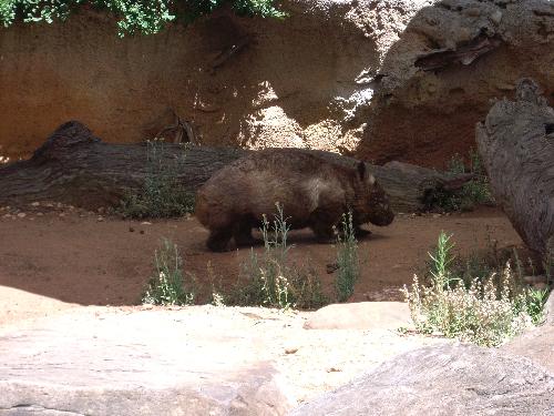 Wombat - Australian wild life