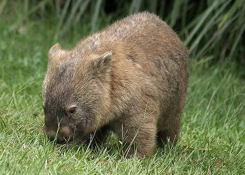 Wombat - A close up of a wombat