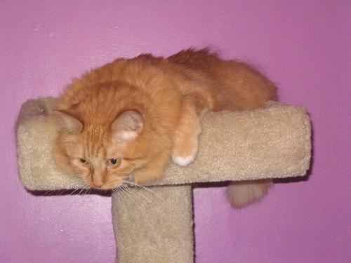 Ginger - This is my office cat, Ginger. She is beautiful inside and out, and was the most devoted mama cat I ever knew.