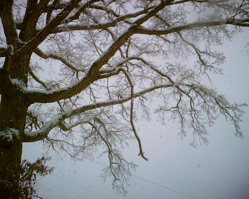 Snowing 2010 - I took it 03/02/2010