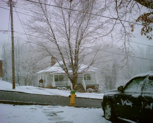 My front Yard - I took this photo today 03/02/2010