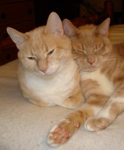 red tiger cat - cats