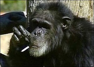 chimp - smoking and boozing chimp chimp - smoking and boozing chimp