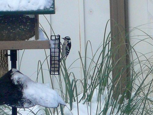 Downy Woodpecker - Here is a picture of a Downy Woodpecker, which looks very similar to the Hairy Woodpecker. They look almost alike. I may have a Hairy Woodpecker around too but may not know it. :-)