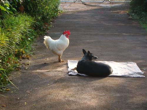 My pets - Both the dog and the rooster get on fine. They are friends