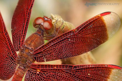 Red Dragonfly - Close up shot of a red dragonfly