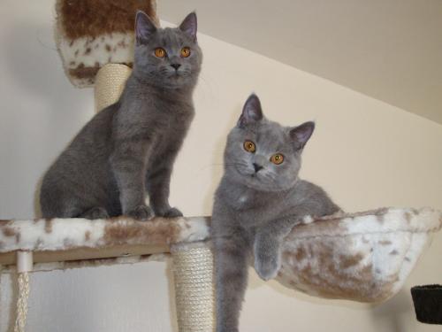 Butch & Charlie - relaxing.. Butch & Charlie - relaxing..