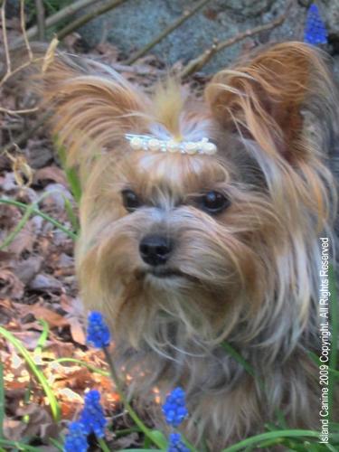 My Yorkie Pup - Yorkies are smart too