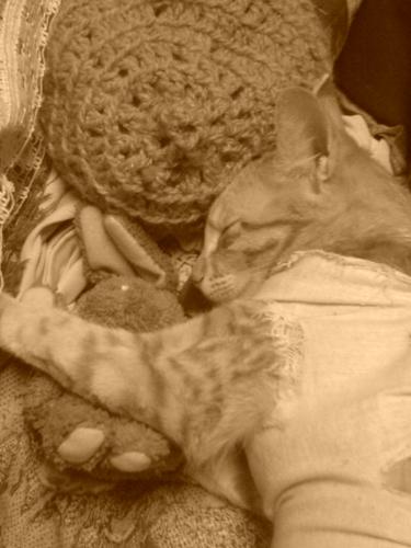pet cat sleeping  - pet cat sleeping holding some wollen doll