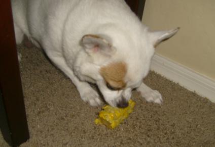 Coco chewing on the corn cob - coco chewing on corn cob trying to hide under the stool. Coco chewing on the corn cob - coco chewing on corn cob trying to hide under the stool.