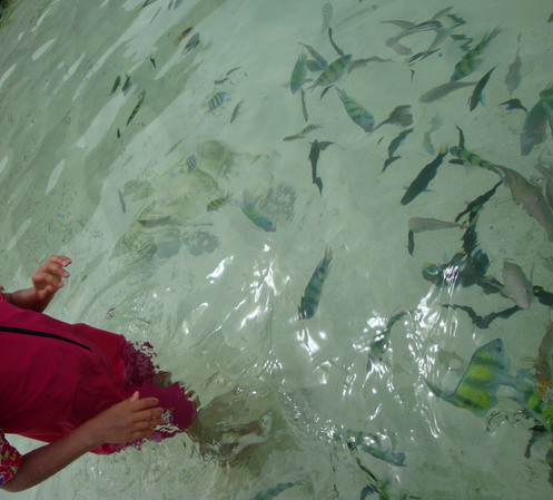 feeding the colorful rock fishes ( isda sa bato )  - live fshes ready to play with you in this small island in Phuket...