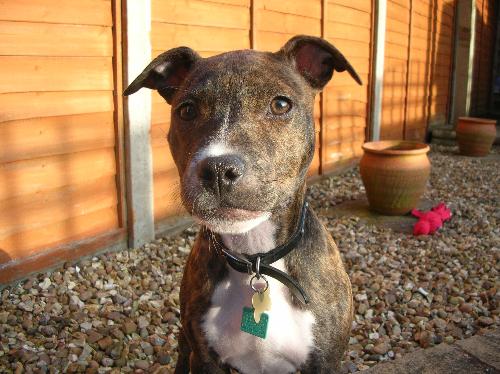 american staff - this is my dog. american staffy