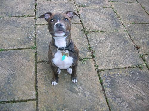 another pic of my american staffy  - my dogg :)