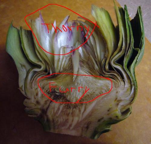 Globe Artichoke Section - Section of a Globe artichoke, showing the 'thorny' and the 'furry' parts which should be removed.