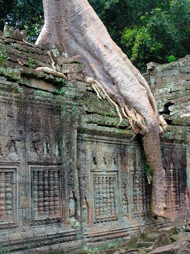 visit to Cambodia - In Cambodia, such big tree is very common