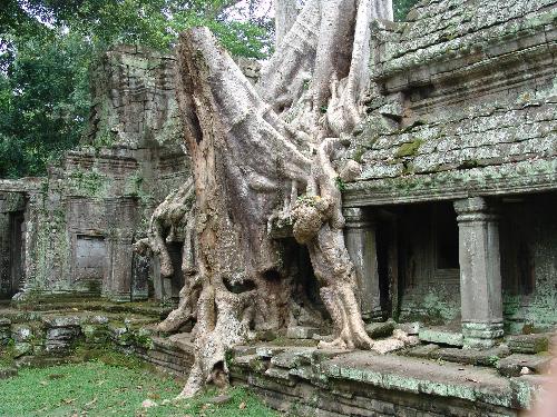 visit to Cambodia - weird shape of big tree