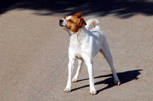 Street dog - This street dog is really beautiful