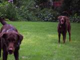 my girls - play! Play! Play!