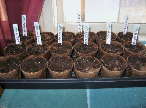 One of the trays - Seeds started for my garden this year.