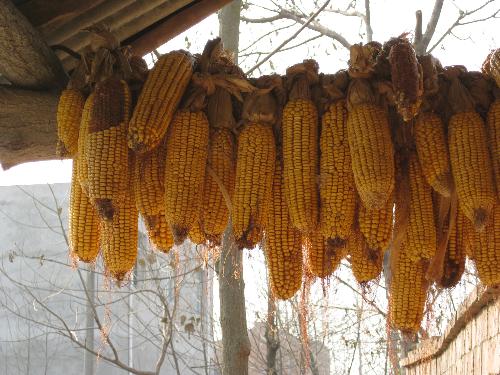 Chinese countryside - some pictures in my hometown-a small country in Hu Bei ,the middle of China.These are corns,our people used to hang it like that to dry it(I guess),it is also a picture for harvest.