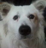 dog - my dog snowy, with that smart eye