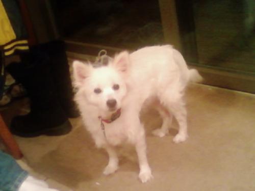 Dog - This is a picture of an adorable miniature Eskimo Spitz, a well-mannered, loyal, cuddly dog, who, for a miniature, isn't too small.
