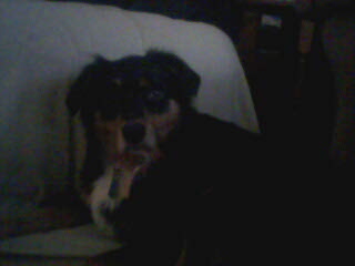 Dog 2 - A curious-looking mixed breed between a Rottweiler and an Australian Shepherd. A very pretty girl.