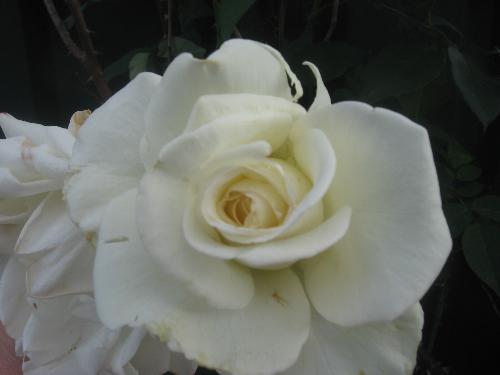 White Rose - It's a flower