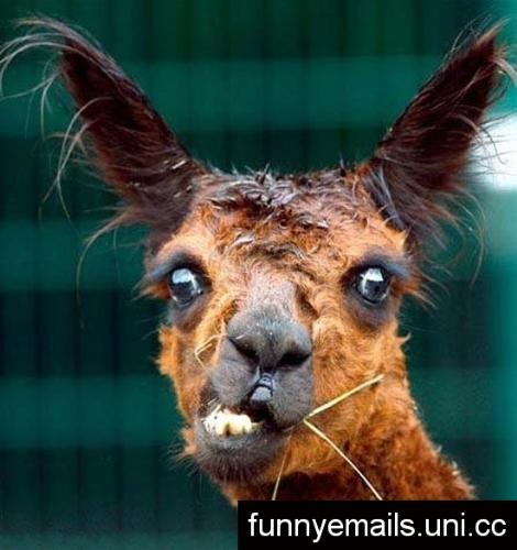 What Makes You Laugh ( Animals ) - HAHA, Yes i know its funny,  many things make me laugh in life to someone falling to this picture, but what i would like to do is find out what makes you laugh! i want you to post here a link or anything that you think will make me laugh and i will get back to you if it does!  happy posting :)