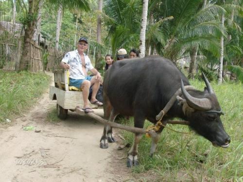 my father's carabao - my father make useful his carabao for plowing in our farm...................