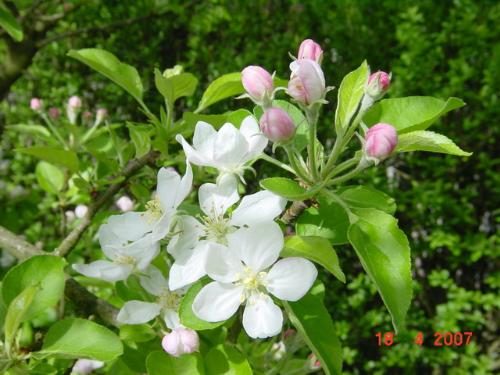 apple in bloom  - this was taken in May 2007 when my apple tree bloomed so beautifully!