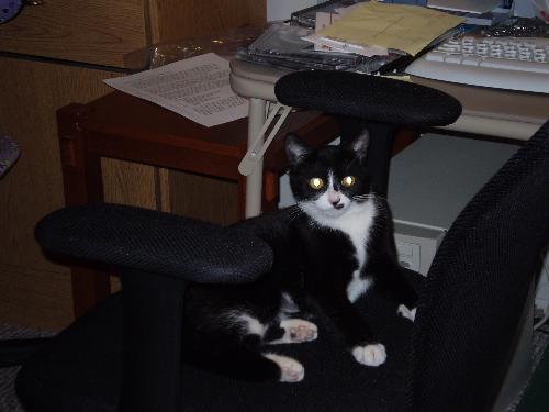 My Tuxedo Kitty =) - Like Asia, I fell in love with Tiki the very first time I saw her...