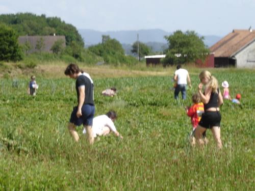 strawberry  - In a farm in Zurich Switzerland every time the strawberries are ripe for picking the farmers allow the people to pick & eat the strawberries or carry home. You can eat as much as you can their on the farms what you pick, but what you carry home is weighed and you pay a very low price compared to market rates- great bargain and past time - it is quite tiring biut a great outdoor exercise!!