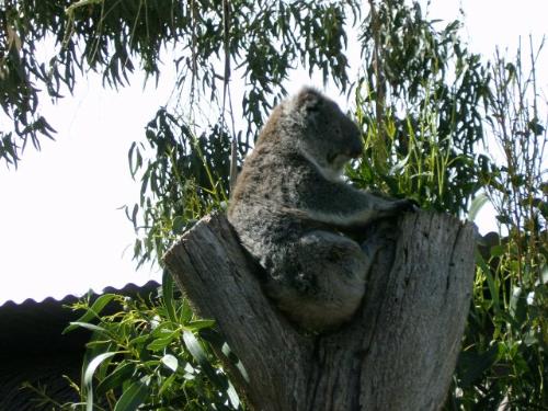 Koala bear in Adelaide-Australia - This photo of the Koala bear was taken in the sanctuary park in Adelaide Australia - most of the time these cute small pet sized bears sleep the & doze on the eucalyptus trees- their staple diet is eucalyptus trees leaves which make them intoxicated and they look like as if in a trance or on a high trip!!!