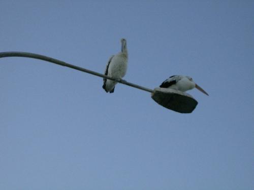 pelicans - taken in kangaroo Islands off the coast of Adelaide, Australia - where there a lot of wild animals ( kangaroos, seals Koala bears) & sea-birds - this island is thriving on tourism and farm & seafood based products like honey, eucalyptus tree products, lavender,fish, etc