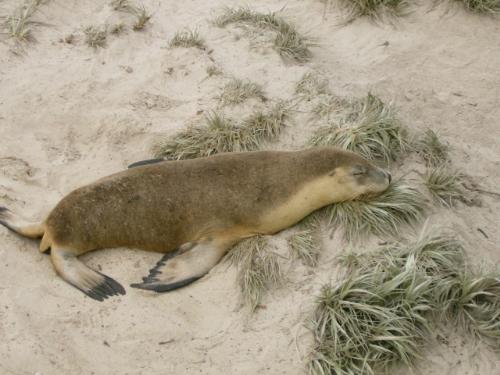Seals - This was taken at the Seal bay - in Kangaroo island near Adelaide- there is a huge population of wild seals there