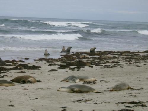 seals - Wild seals at the Seal-Bay in Kangaroo Island off Adelaide coast