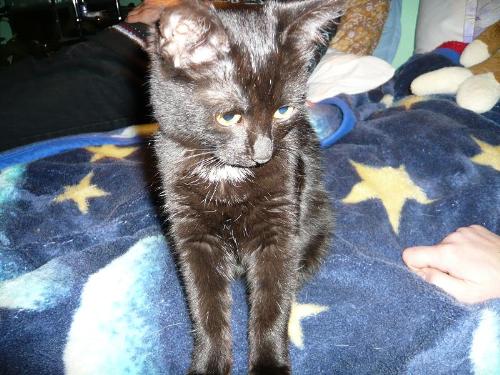 princess - a witch with a black cat!