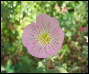 Primrose Flower - Primrose flower image