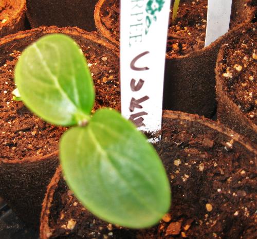 Cucumber - My seedlings for this year. Cucumber - My seedlings for this year.