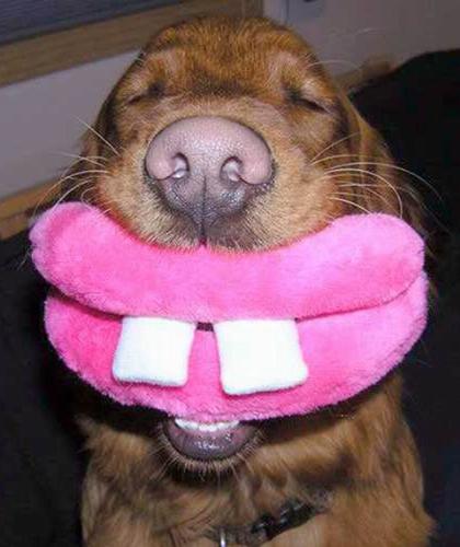 beautiful dog - :D look at his teeth he is so funny someone realy doesn`t have enough word and is playing with the poor dog :D