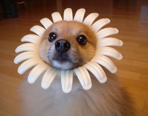 flower - This dog is ready for helloween and he is playing a daisy :)