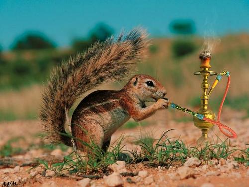 Another squrel - The smoking squrel.