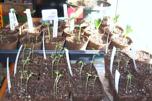 Most my seedlings - Soaking up the hot sunshine.